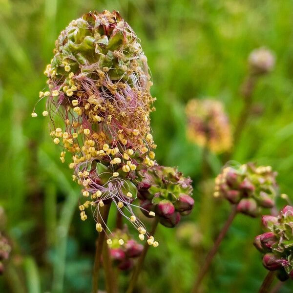 Sanguisorba minor Blüte