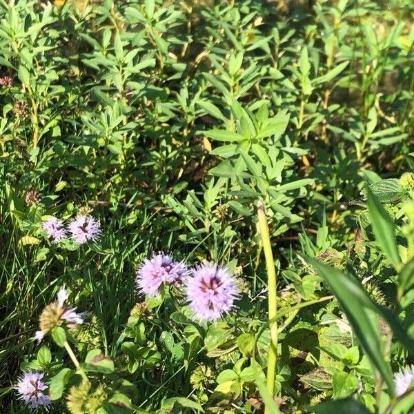 Mentha cervina Blodyn