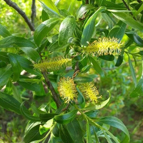 Salix babylonica 花