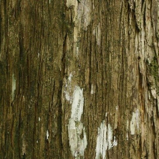 Mouriri crassifolia Bark