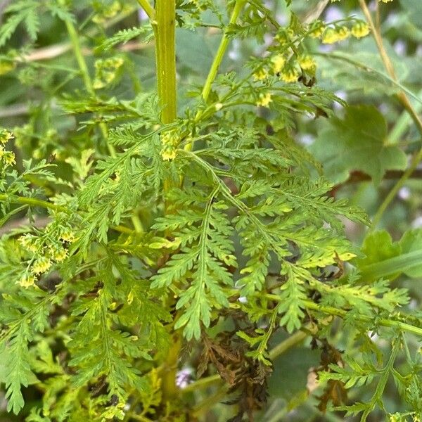 Artemisia annua Lapas