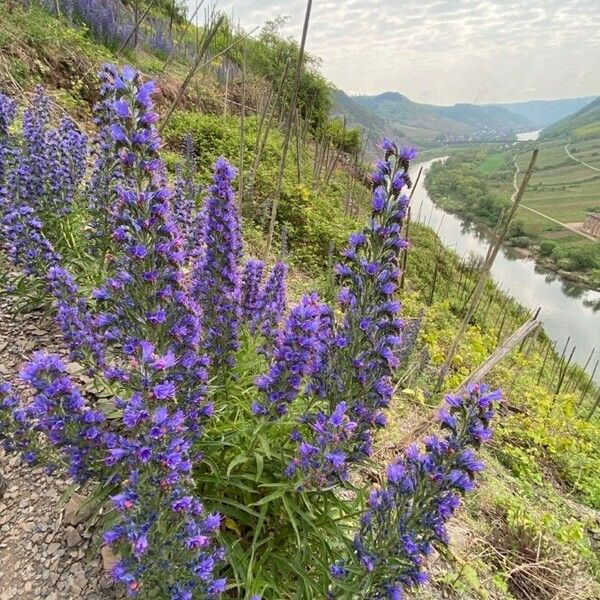 Echium vulgare Blomst