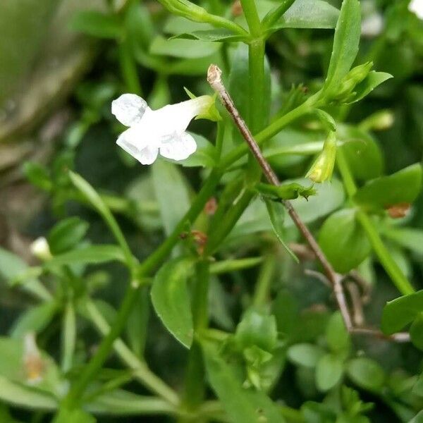 Bonnaya antipoda Fiore