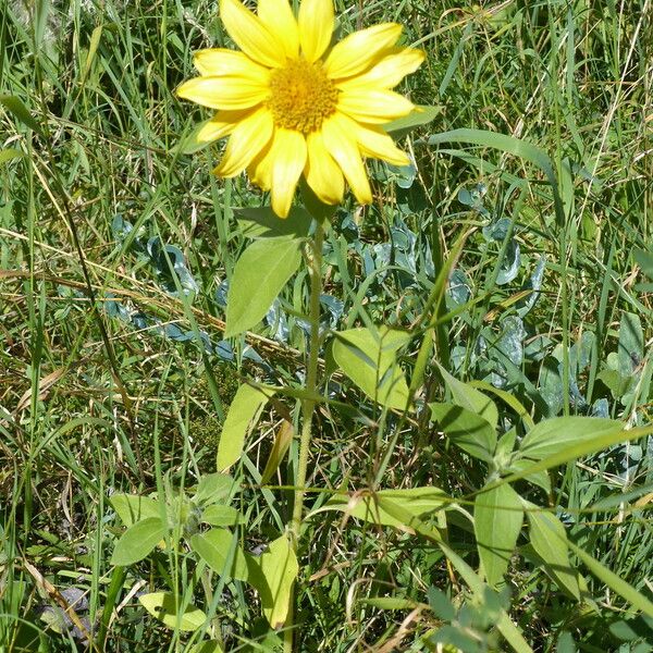 Helianthus annuus Хабит