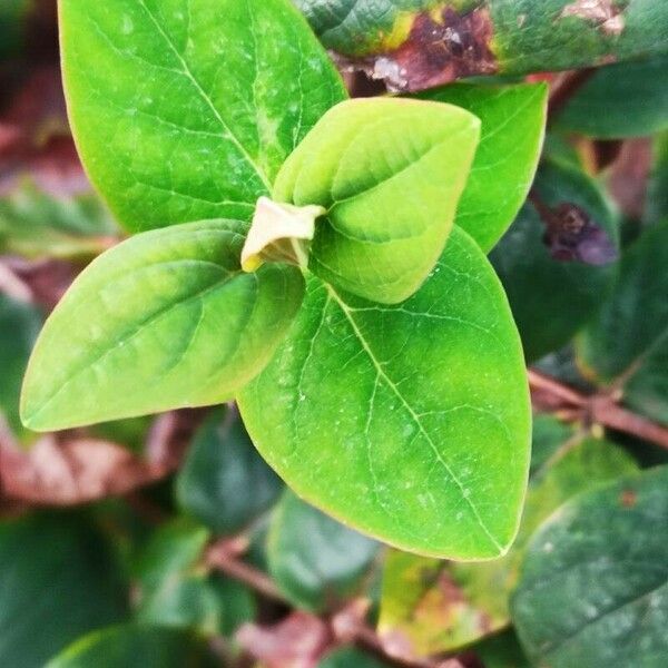 Hypericum × inodorum Leaf