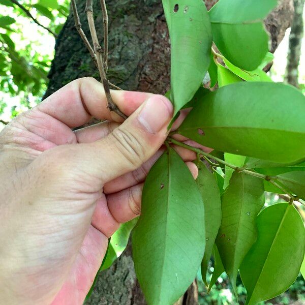 Syzygium acuminatissimum Folha