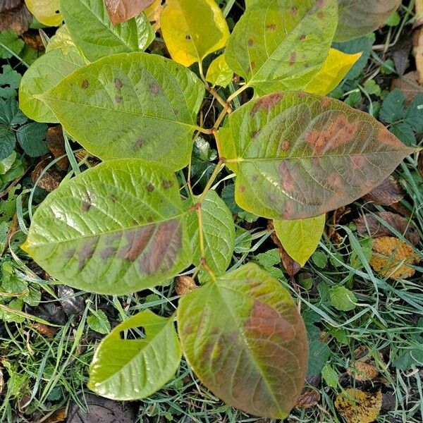 Reynoutria japonica पत्ता