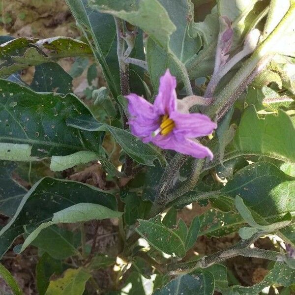 Solanum melongena Flower