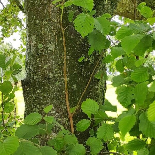 Alnus incana Bark