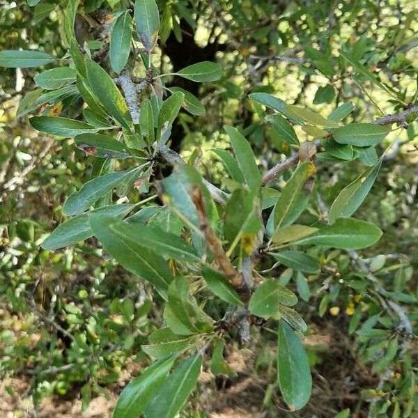 Pyrus spinosa Fuelha