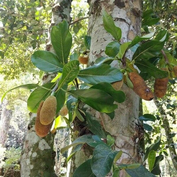 Artocarpus integer Fruit