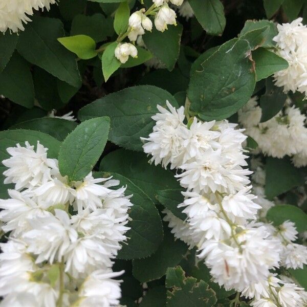 Deutzia scabra Blüte