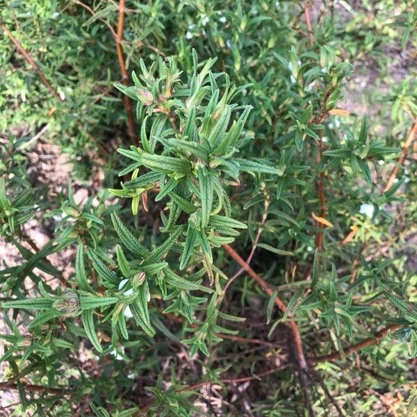 Cistus monspeliensis Liść