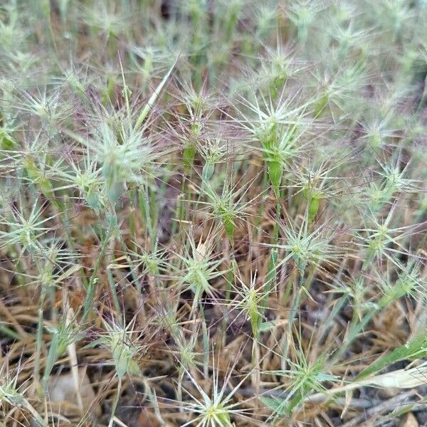 Aegilops geniculata Habit