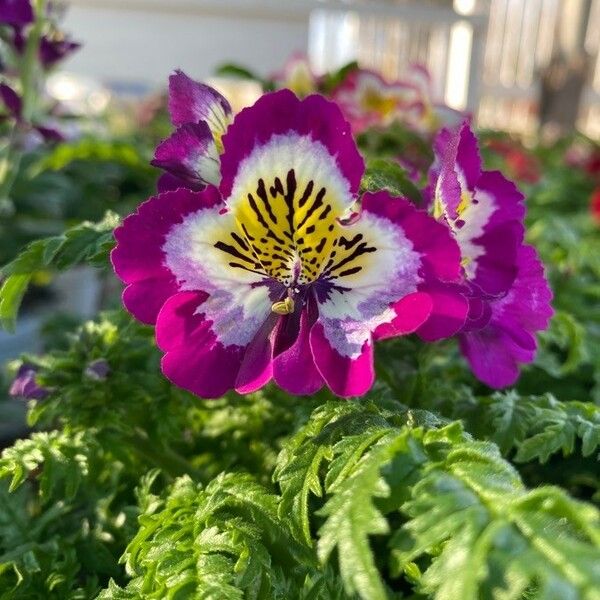 Schizanthus pinnatus Blüte