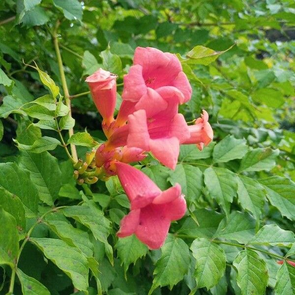 Campsis radicans Fiore