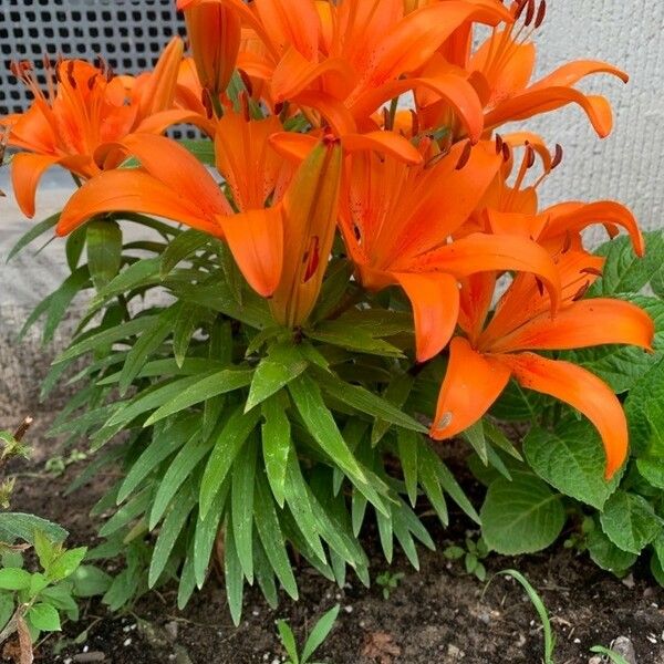 Lilium bulbiferum Habit