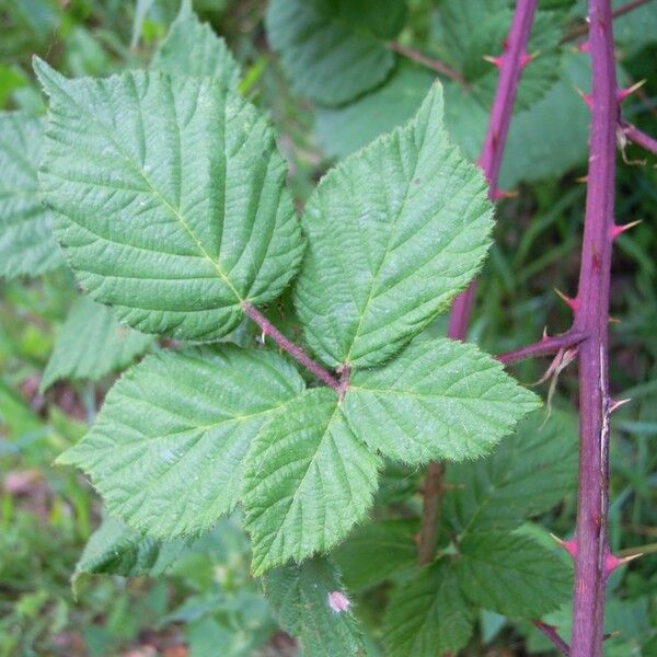 Rubus imbricatus Φύλλο