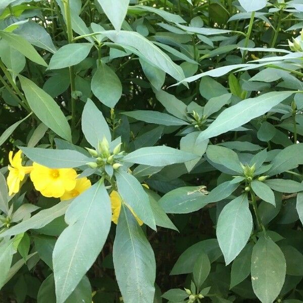 Barleria prionitis পাতা