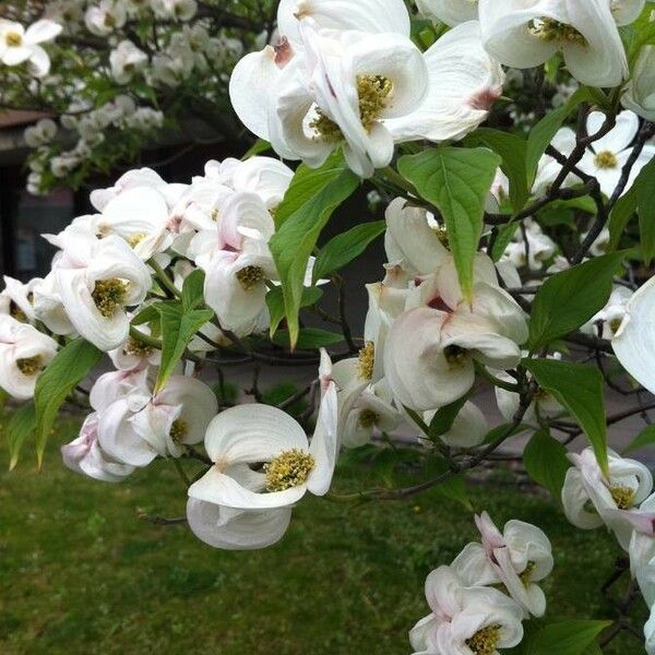 Cornus florida Blomst