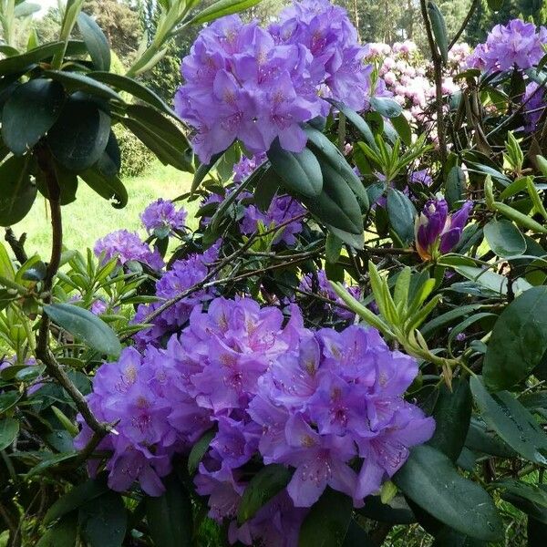Rhododendron ponticum Fleur