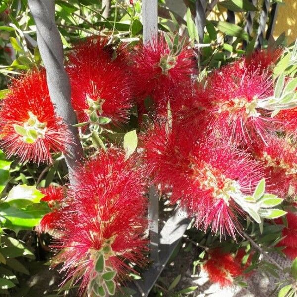 Callistemon citrinus Flor