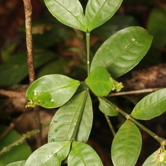 Faramea guianensis Ліст