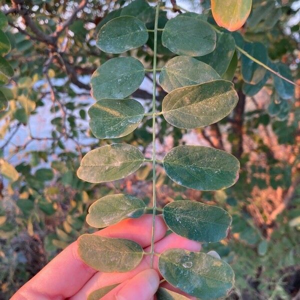 Robinia neomexicana Blatt