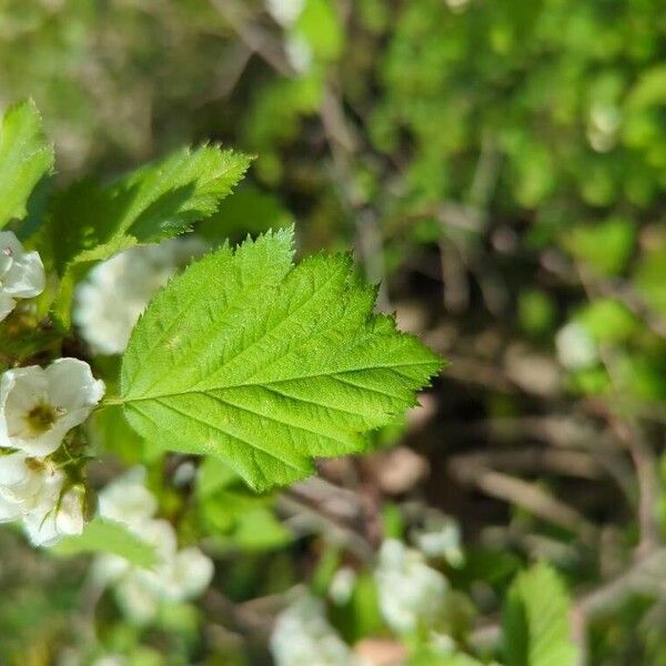 Crataegus coccinea Leaf