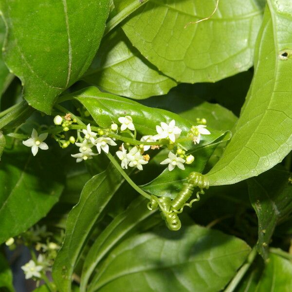 Cyclanthera lalajuela Cvet