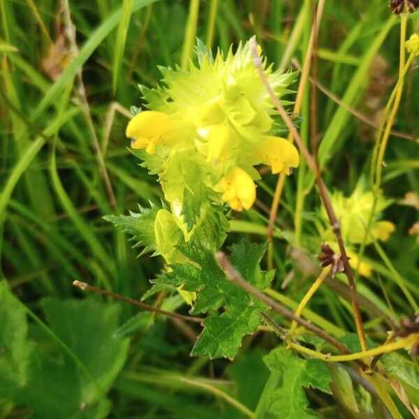 Rhinanthus major (European yellow rattle)