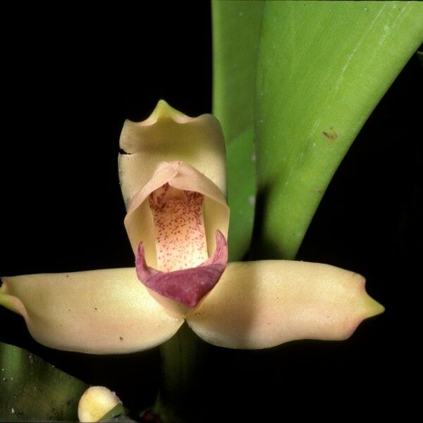 Maxillaria violaceopunctata Blomma