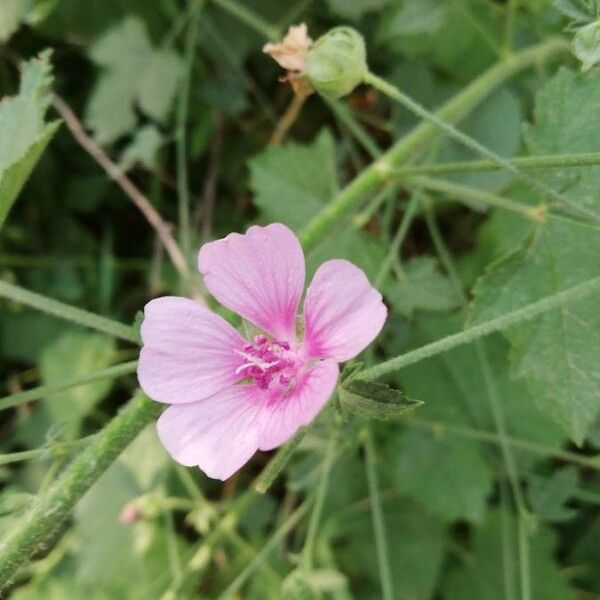 Althaea cannabina Blomst