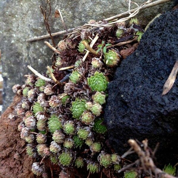 Sempervivum tectorum Foglia