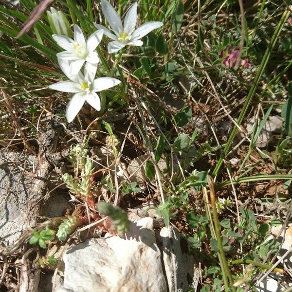 Ornithogalum orthophyllum Cvet