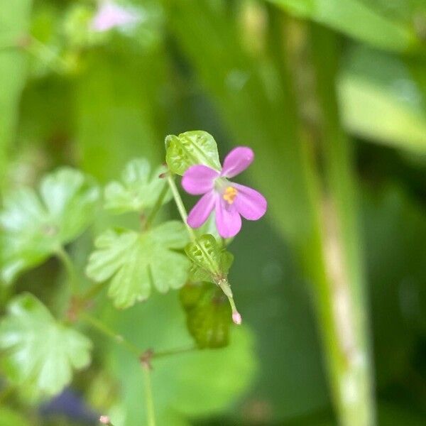 Geranium lucidum Blüte