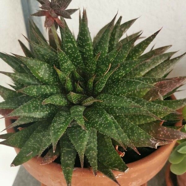 Aloe aristata Leaf