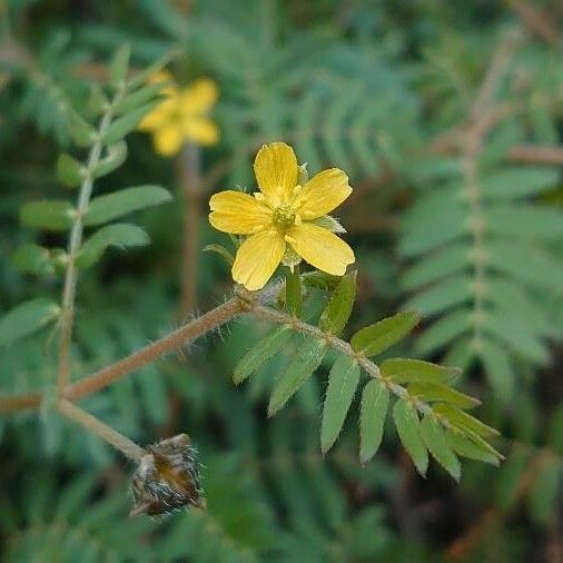 Tribulus terrestris Kvet