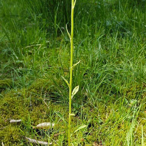 Tephroseris longifolia Облик