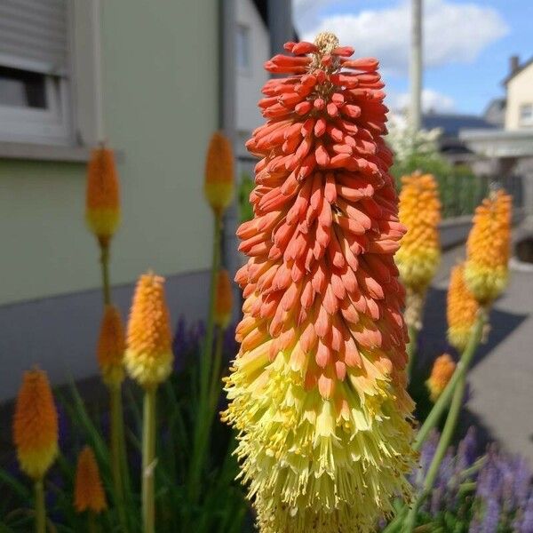 Kniphofia uvaria Virág