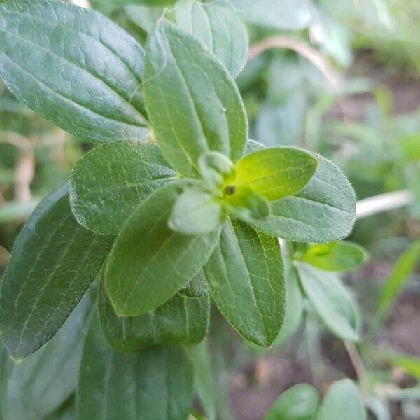 Galium rubioides Levél