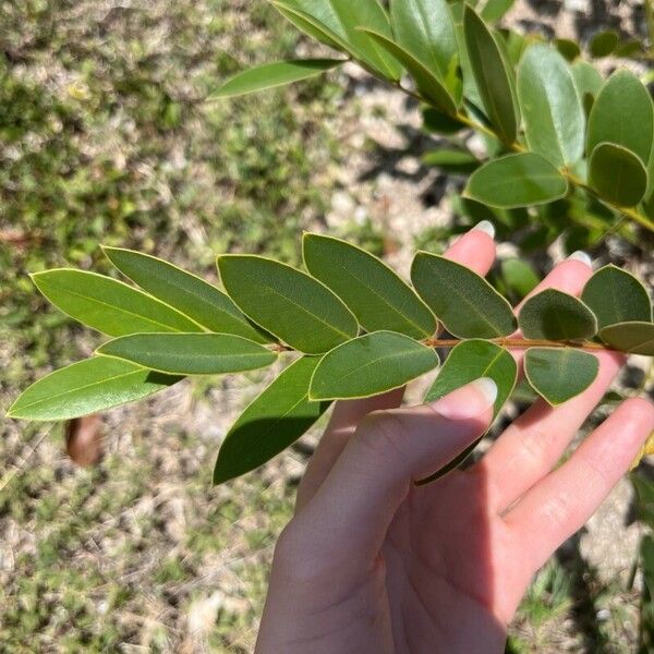 Cassia javanica Leaf