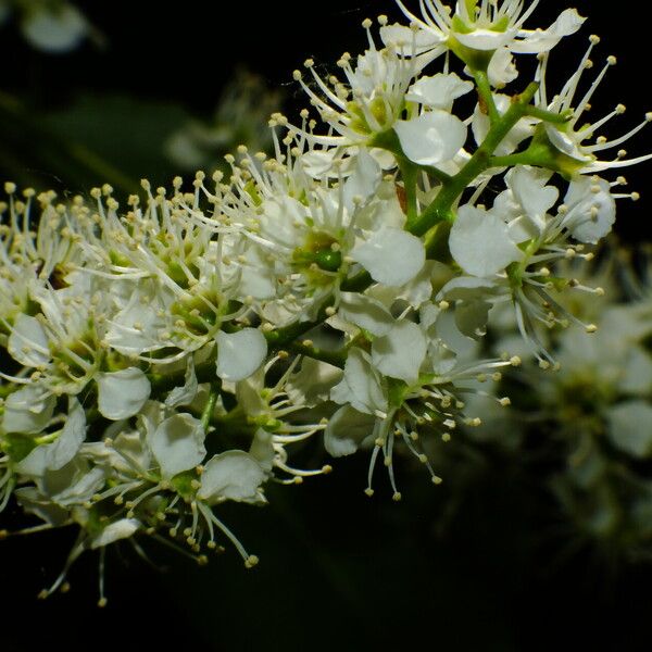 Prunus serotina Flower