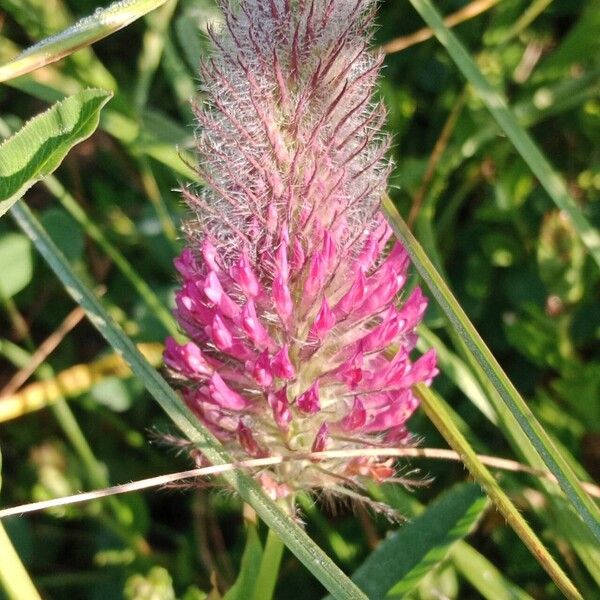 Trifolium rubens Кветка