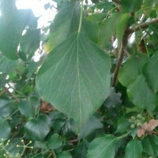 Hedera helix برگ