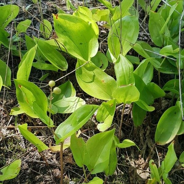 Maianthemum canadense Хабит