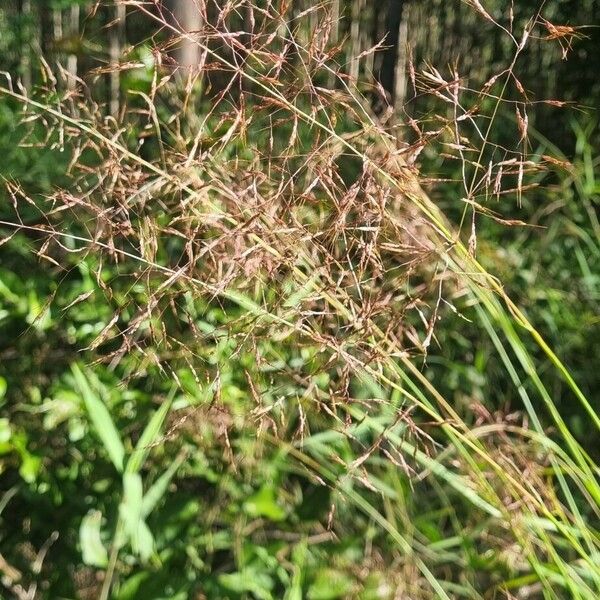 Capillipedium spicigerum Flower