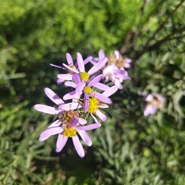 Tripolium pannonicum Blüte