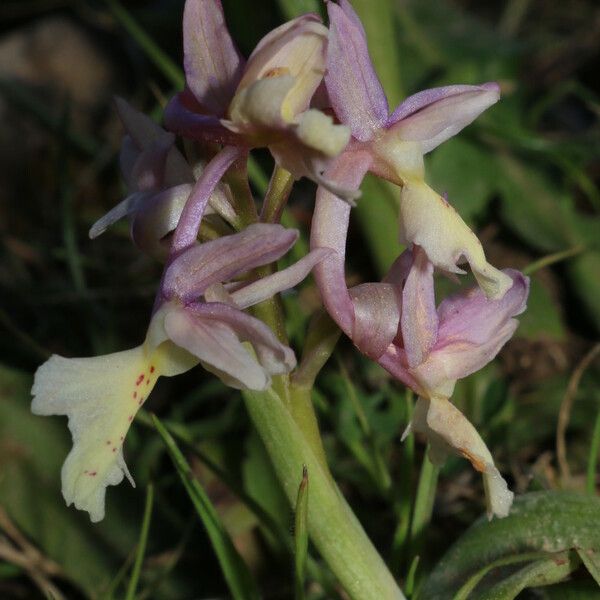 Orchis laeta Цветок