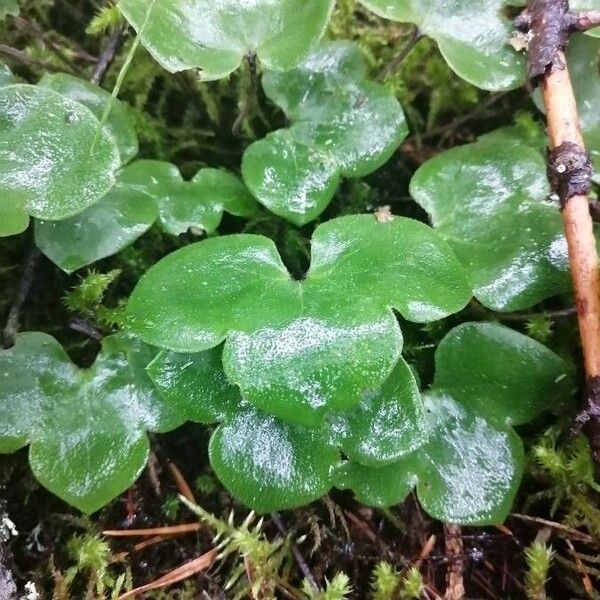 Anemone hepatica Blad